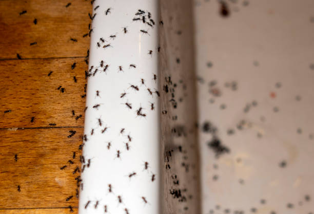 Best Best Pest Control Companies  in Louisville, KY